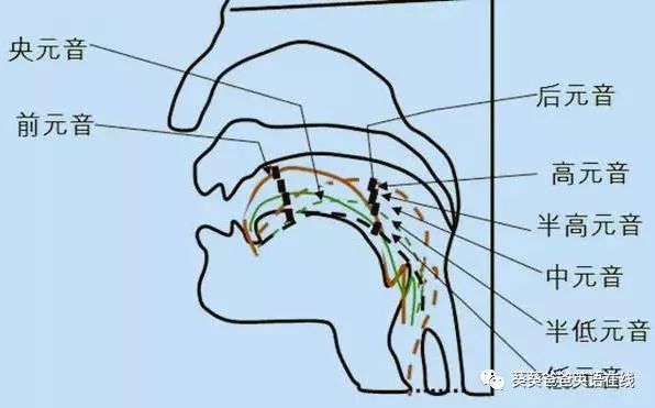 英语外教一对一音标怎么学：[英语音标发音]学会这些音标，英语发音不再难-第3张图片-阿卡索