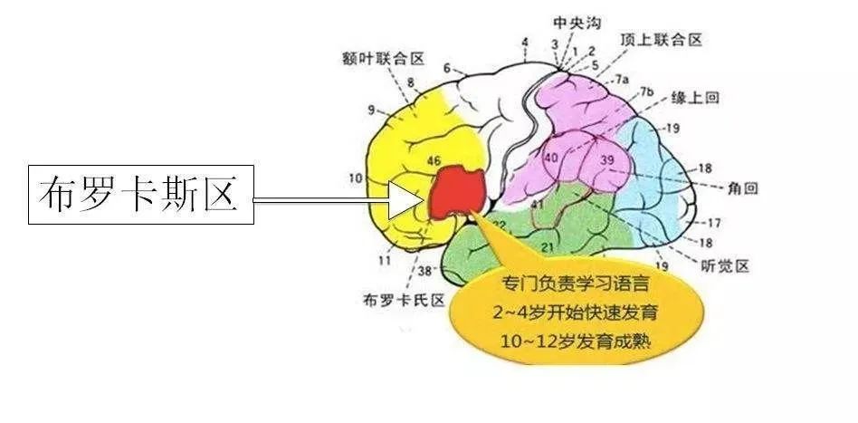 中文一对一外教app：教育|英语启蒙APP精选，我最终选择了它-第3张图片-阿卡索