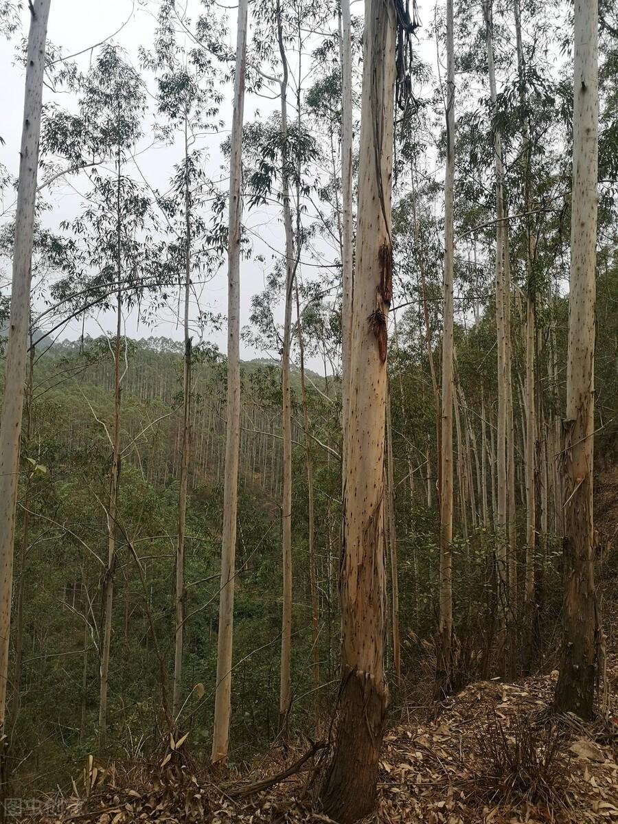 柠檬树一对一外教：96. 种植桉树-第2张图片-阿卡索