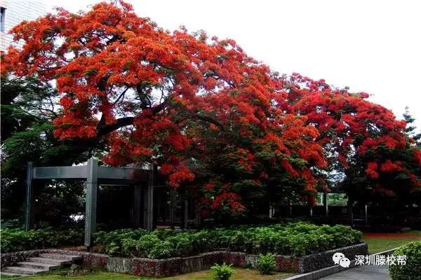 广东一对一外教：广东最好的留学班——深圳留学班揭晓，73%的学生进入美国前30名名校-第13张图片-阿卡索