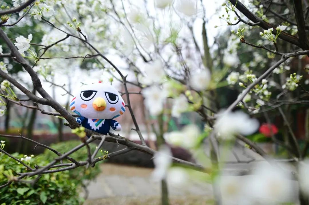 成都一对一外教家教：4月12日，将于2020年成都7号中学国际部门的第一次在线简报会议启动-第3张图片-阿卡索