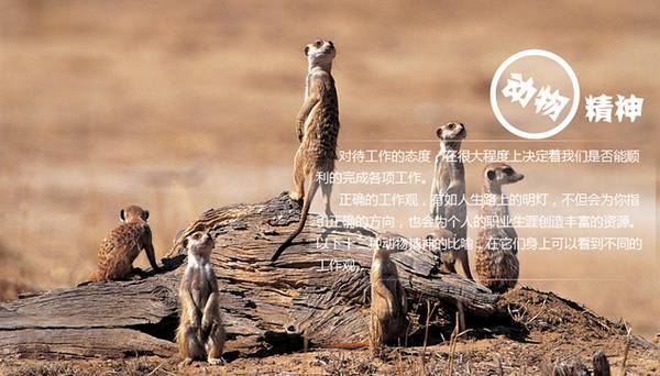 11元一对一外教：新疆英语培训机构十大排名及优选推荐-第2张图片-阿卡索